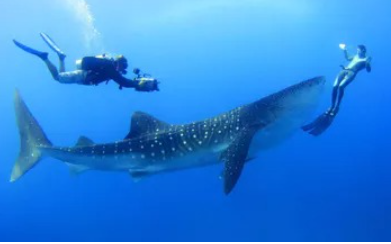 Whale Sharks Location